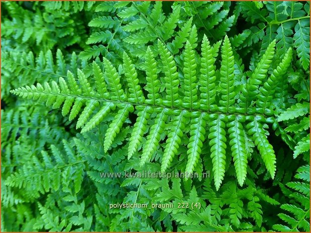 Polystichum braunii | Naaldvaren | Brauns Schildfarn | Braun's Holly Fern