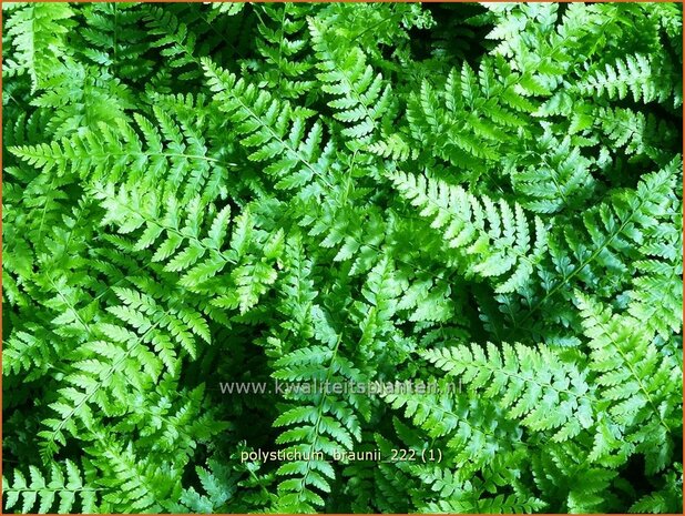 Polystichum braunii | Naaldvaren | Brauns Schildfarn | Braun's Holly Fern