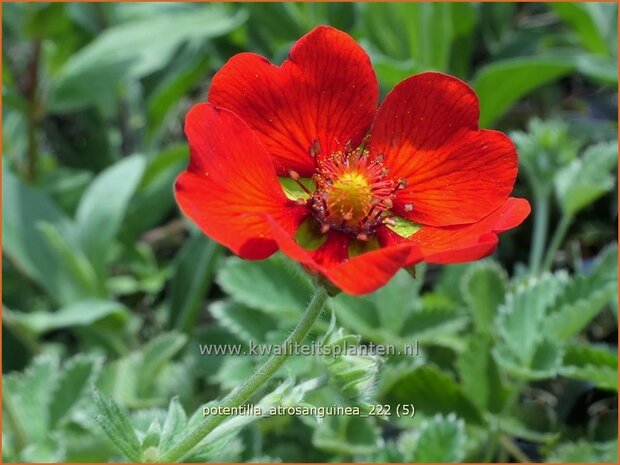 Potentilla atrosanguinea | Donkere bloedrode ganzerik, Ganzerik | Blutrotes-Fingerkraut | Himalayan Cinquefoil