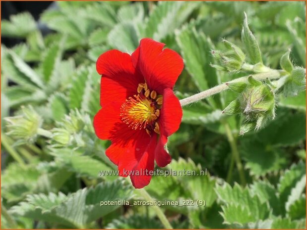 Potentilla atrosanguinea | Donkere bloedrode ganzerik, Ganzerik | Blutrotes-Fingerkraut | Himalayan Cinquefoil