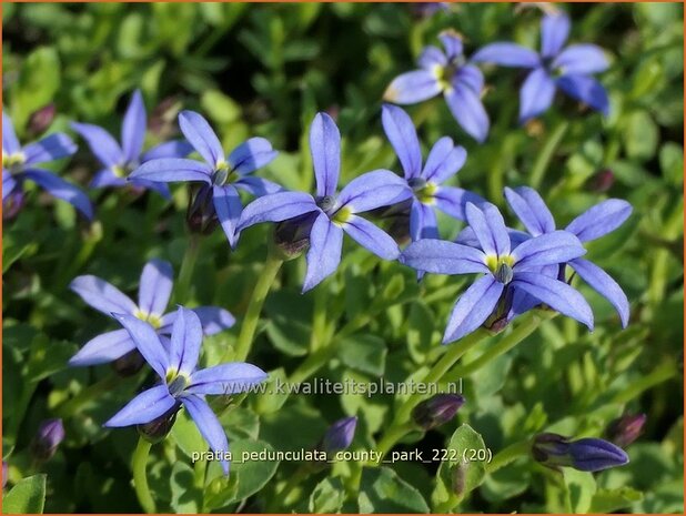 Pratia pedunculata 'County Park' | Gazonlobelia | Teppich-Scheinlobelie | Blue Star Creeper