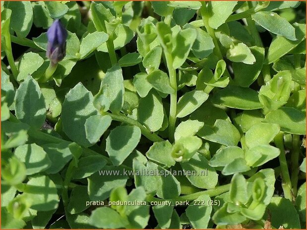 Pratia pedunculata 'County Park' | Gazonlobelia | Teppich-Scheinlobelie | Blue Star Creeper