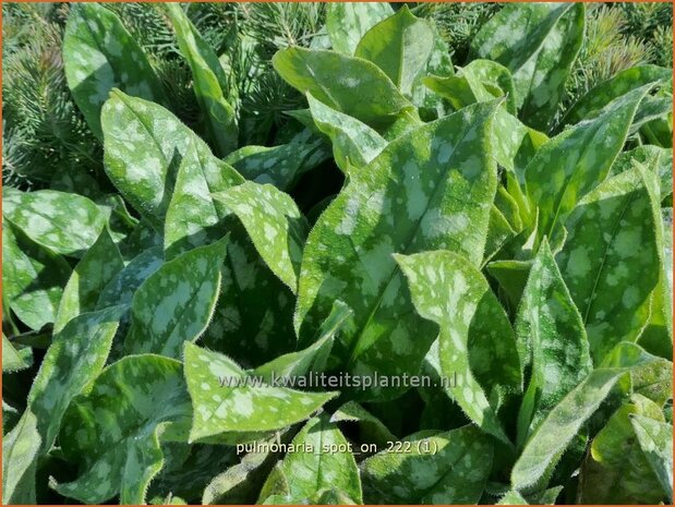 Pulmonaria 'Spot On' | Longkruid | Lungenkraut | Lungwort