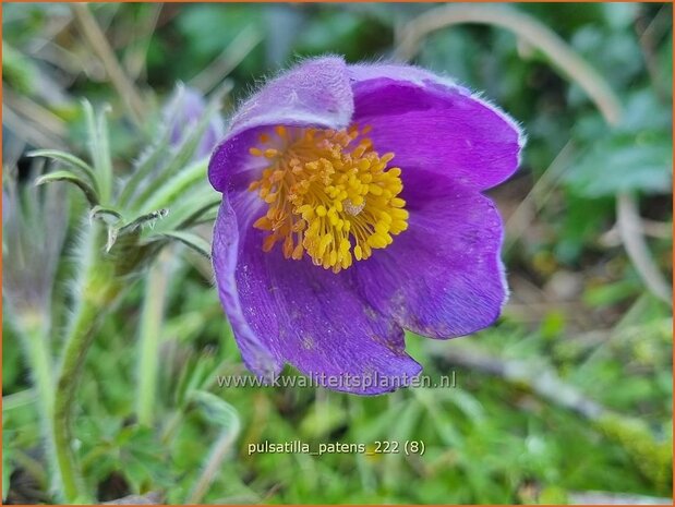 Pulsatilla patens | Wildemanskruid | Finger-Kuhschelle | Eastern Pasque Flower