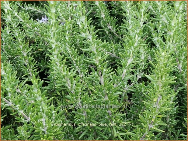 Rosmarinus officinalis 'Blue Rain' | Rozemarijn | Rosmarin | Common Rosemary