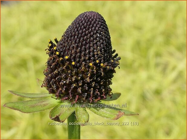 Rudbeckia occidentalis 'Black Beauty' | Zonnehoed | Westlicher Sonnenhut | Western Coneflower