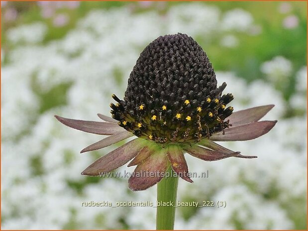 Rudbeckia occidentalis 'Black Beauty' | Zonnehoed | Westlicher Sonnenhut | Western Coneflower