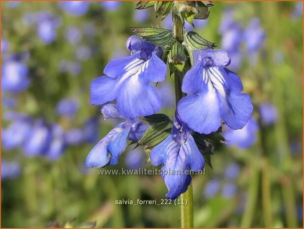 Salvia forreri | Salie, Salvia | Salbei | Sage