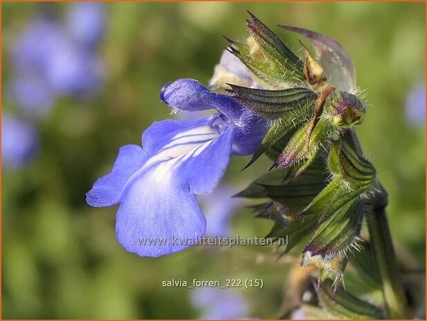 Salvia forreri | Salie, Salvia | Salbei | Sage