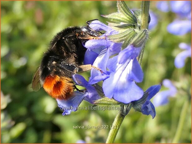 Salvia forreri | Salie, Salvia | Salbei | Sage