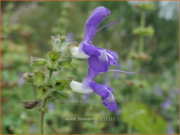 Salvia forskaohlei | Salie, Salvia | Salbei | Sage