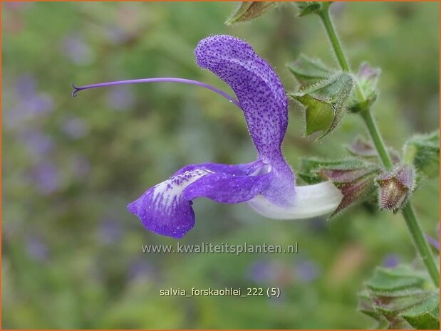 Salvia forskaohlei | Salie, Salvia | Salbei | Sage