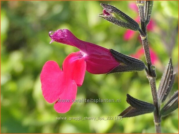 Salvia greggii 'Cherry Lips' | Herfstsalie, Salie, Salvia | Herbst-Strauch-Salbei | Autumn Sage