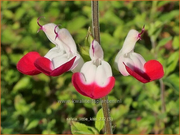 Salvia 'Little Kiss' | Salie, Salvia | Salbei | Sage