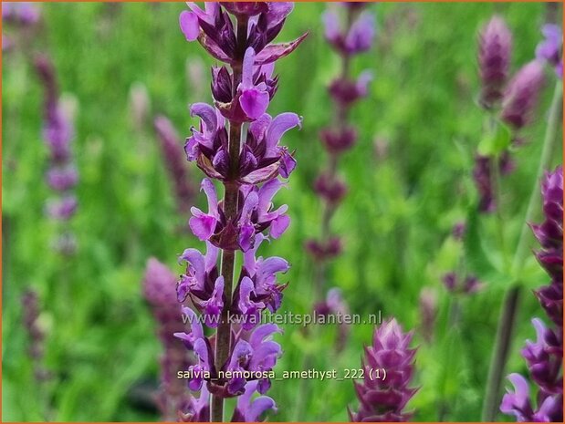 Salvia nemorosa 'Amethyst' | Bossalie, Salie, Salvia | Steppensalbei | Woodland Sage