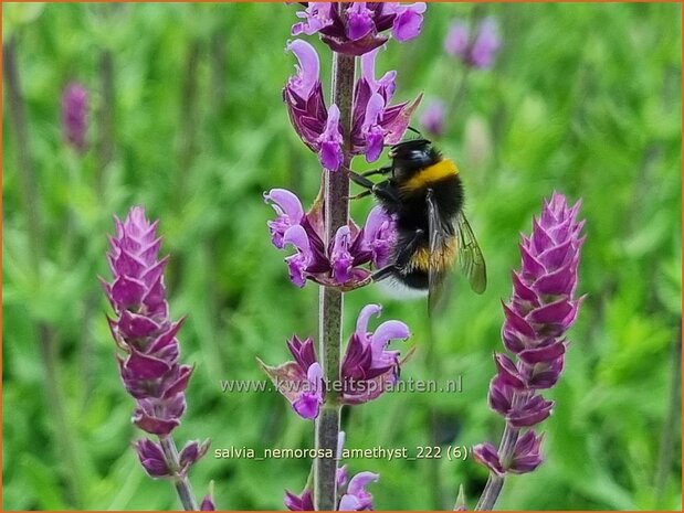 Salvia nemorosa 'Amethyst' | Bossalie, Salie, Salvia | Steppensalbei | Woodland Sage