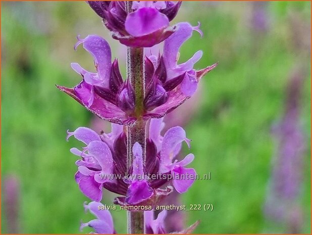 Salvia nemorosa 'Amethyst' | Bossalie, Salie, Salvia | Steppensalbei | Woodland Sage