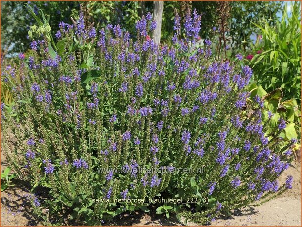 Salvia nemorosa 'Blauhügel' | Bossalie, Salie, Salvia | Steppensalbei | Woodland Sage