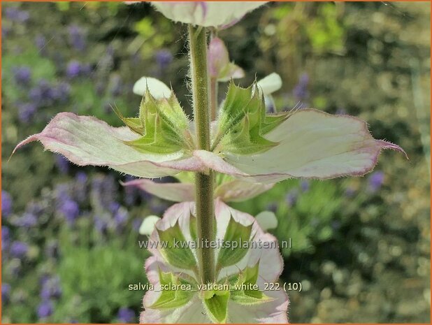 Salvia sclarea 'Vatican White' | Scharlei, Muskaatsalie, Salie, Salvia | Muskateller-Salbei | Clary Sage