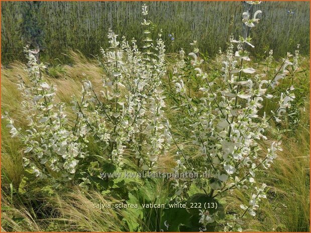 Salvia sclarea 'Vatican White' | Scharlei, Muskaatsalie, Salie, Salvia | Muskateller-Salbei | Clary Sage