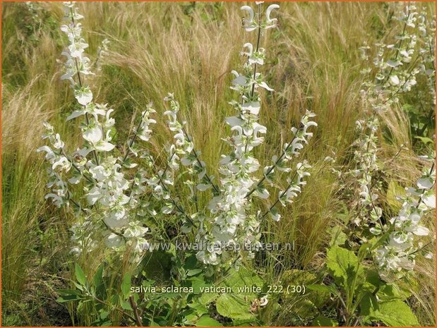 Salvia sclarea 'Vatican White' | Scharlei, Muskaatsalie, Salie, Salvia | Muskateller-Salbei | Clary Sage