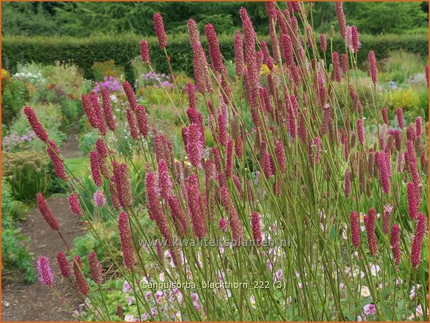 Sanguisorba 'Blackthorn' | Pimpernel, Sorbenkruid | Wiesenknopf | Burnet