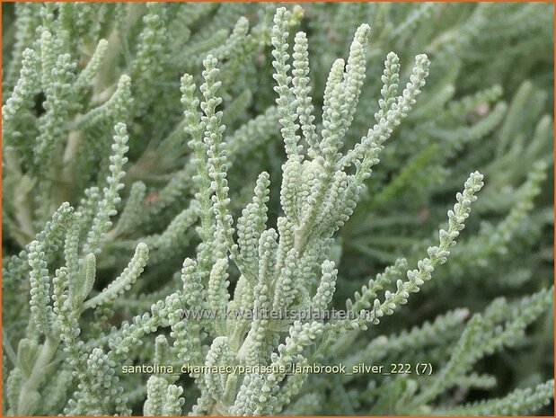 Santolina chamaecyparissus 'Lambrook Silver' | Cipressenkruid, Heiligenbloem | Silbriges Heiligenkraut | Gray Santoli