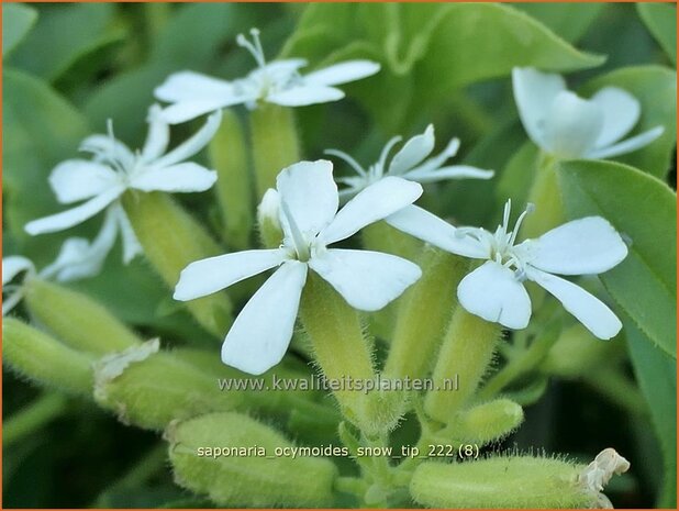 Saponaria ocymoides 'Snow Tip' | Muurzeepkruid, Zeepkruid | Polster-Seifenkraut | Rock Soapwort