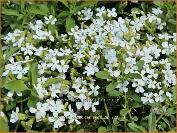 Saponaria ocymoides 'Snow Tip' | Muurzeepkruid, Zeepkruid | Polster-Seifenkraut | Rock Soapwort