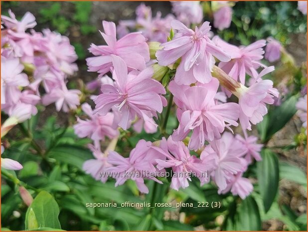 Saponaria officinalis 'Rosea Plena' | Zeepkruid | Echtes Seifenkraut | Bouncing Bet