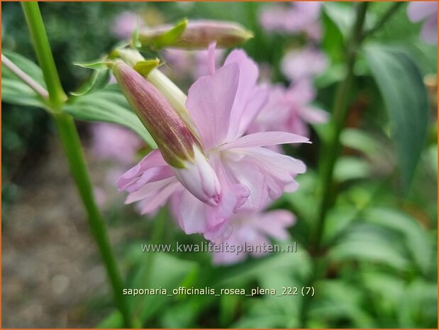 Saponaria officinalis 'Rosea Plena' | Zeepkruid | Echtes Seifenkraut | Bouncing Bet