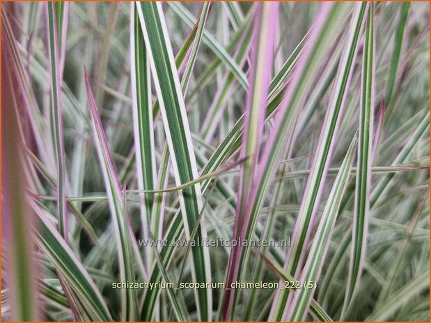 Schizachyrium scoparium 'Chameleon' | Klein prairiegras | Kleines Präriegras | Little Bluestem