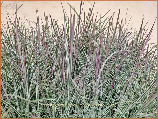 Schizachyrium scoparium 'Chameleon' | Klein prairiegras | Kleines Präriegras | Little Bluestem