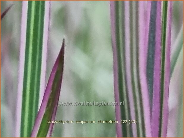 Schizachyrium scoparium 'Chameleon' | Klein prairiegras | Kleines Präriegras | Little Bluestem