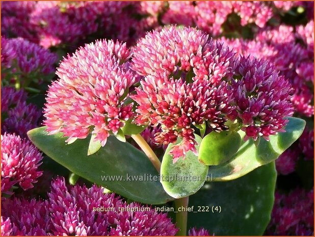 Sedum telephium 'Indian Chief' | Hemelsleutel, Vetkruid | Grosse Fetthenne | Orpine