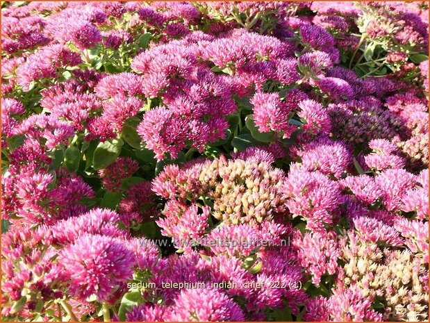 Sedum telephium 'Indian Chief' | Hemelsleutel, Vetkruid | Grosse Fetthenne | Orpine