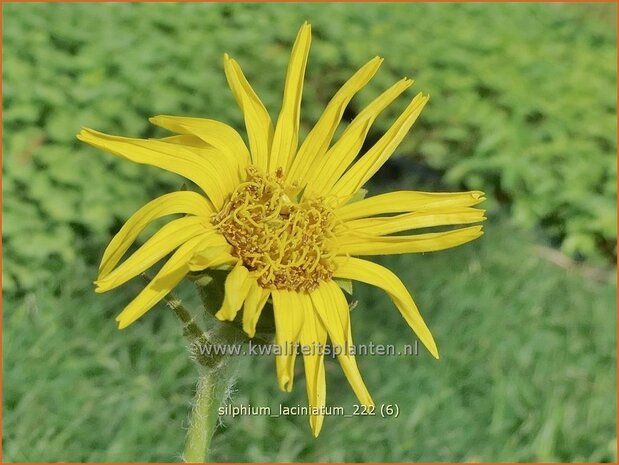 Silphium laciniatum | Kompasplant, Zonnekroon | Geschlitztblättrige Kompaßpflanze | Compass Plant