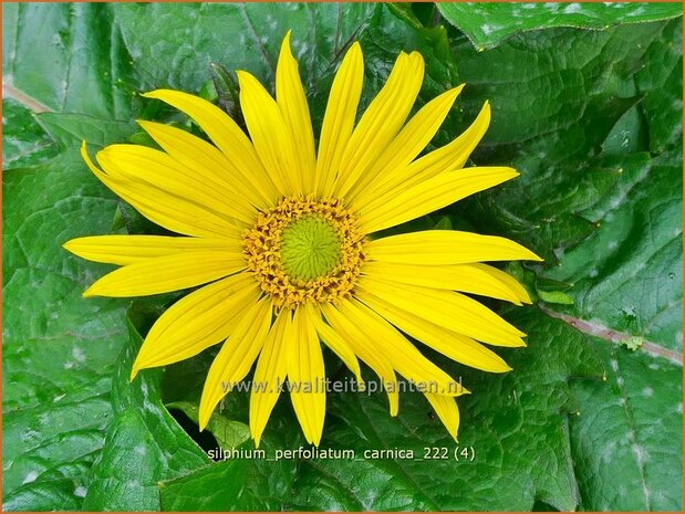 Silphium perfoliatum 'Carnica' | Zonnekroon | Durchwachsene Silphie | Cup Plant