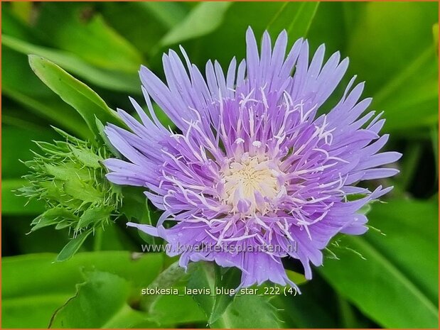 Stokesia laevis 'Blue Star' | Korenbloemaster | Kornblumenaster | Cornflower Aster