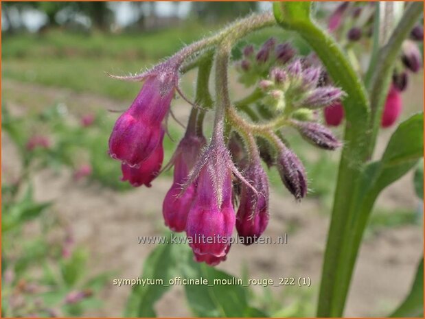 Symphytum officinale 'Moulin Rouge' | Gewone smeerwortel, Smeerwortel | Gewöhnlicher Beinwell | Common Comfrey