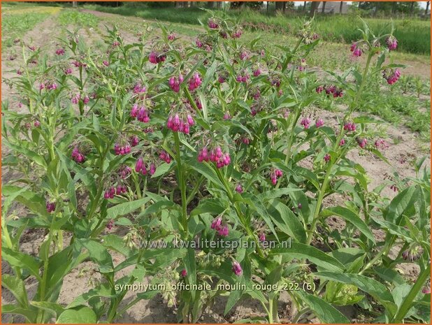 Symphytum officinale 'Moulin Rouge' | Gewone smeerwortel, Smeerwortel | Gewöhnlicher Beinwell | Common Comfrey