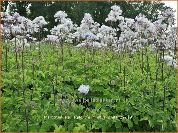 Thalictrum aquilegifolium 'Nimbus White' | Akeleiruit, Ruit | Akeleiblättrige Wiesenraute | Columbine Meadow Rue