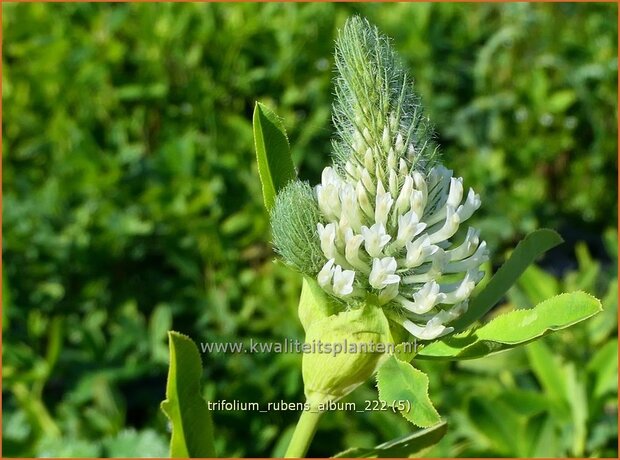 Trifolium rubens 'Album' | Purperrode klaver, Klaver | Purpurklee | Ornamental Clover