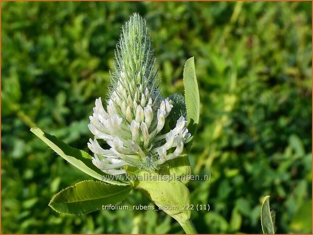 Trifolium rubens 'Album' | Purperrode klaver, Klaver | Purpurklee | Ornamental Clover