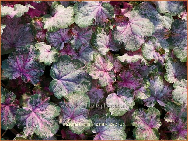 Heuchera 'Pinky Panky' | Purperklokje | Purpurglöckchen | Coral Bells