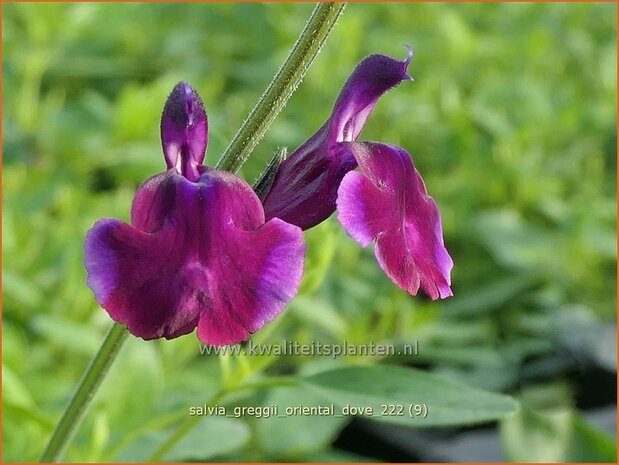 Salvia greggii 'Oriental Dove' | Herfstsalie, Salie, Salvia | Herbst-Strauch-Salbei | Autumn Sage