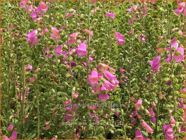 Digitalis purpurea 'Panther' | Echt vingerhoedskruid, Vingerhoedskruid | Roter Fingerhut | Common Foxglove