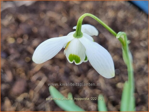 Galanthus 'Hippolyta' | Sneeuwklokje | Schneetröpfchen | Snowdrop