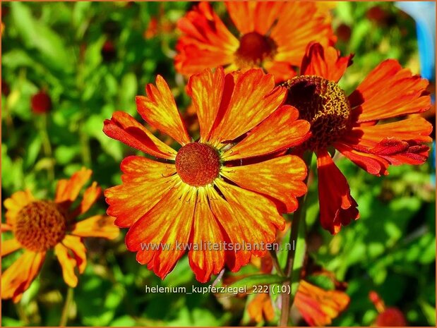 Helenium 'Kupferziegel' | Zonnekruid | Sonnenbraut | Helen's Flower