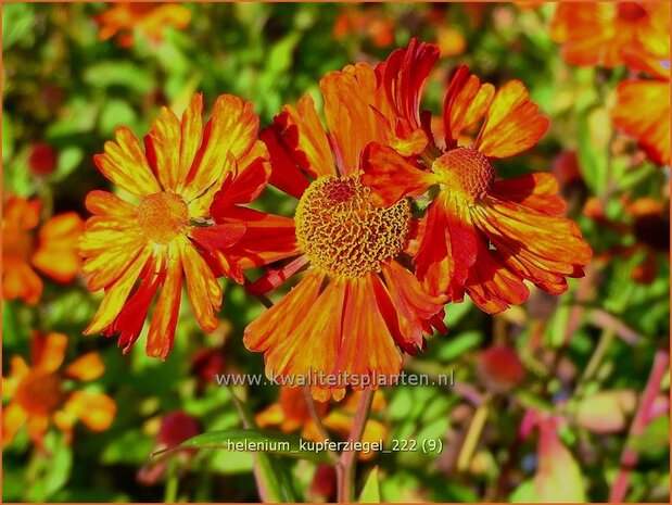 Helenium 'Kupferziegel' | Zonnekruid | Sonnenbraut | Helen's Flower